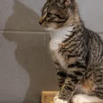 Kot do adopcji, Sopot, 25 sierpnia 2023