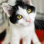 Kot do adopcji, Elbląg, 9 czerwca 2023