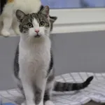 Kot do adopcji, Olsztyn, 11 lipca 2023