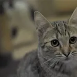 Kot do adopcji, Olsztyn, 21 lipca 2023