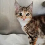 Kot do adopcji, Olsztyn, 21 lipca 2023