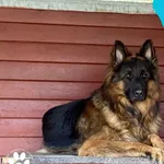 Znaleziono psa, Dąbrówka, 25 sierpnia 2023