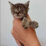 Kot do adopcji, Grudziądz, 24 sierpnia 2023