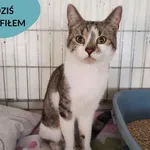 Znaleziono kota, Dąbrówka, 25 sierpnia 2023