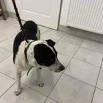 Znaleziono psa, Świdnica, 27 sierpnia 2023