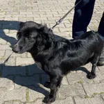 Pies do adopcji, Sosnowice, 24 sierpnia 2023