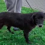 Znaleziono psa, Tatary, 10 sierpnia 2023