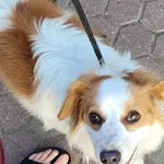 Znaleziono psa, Toruń, 19 sierpnia 2023