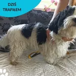 Znaleziono psa, Dąbrówka, 28 sierpnia 2023