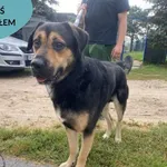 Znaleziono psa, Dąbrówka, 26 sierpnia 2023