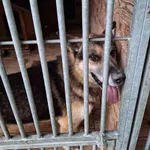 Pies do adopcji, Orzechowce, 29 sierpnia 2023