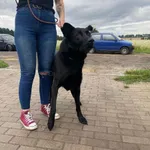 Znaleziono psa, Świdnica, 31 sierpnia 2023
