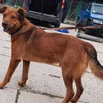 Znaleziono psa, Pieckowo, 29 sierpnia 2023