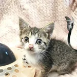 Kot do adopcji, Bytom, 31 sierpnia 2023