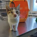 Znaleziono kota, Świdnica, 31 sierpnia 2023