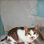 Kot do adopcji, Grudziądz, 31 sierpnia 2023