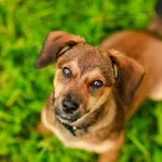 Pies do adopcji, Elbląg, 26 sierpnia 2023