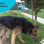 Znaleziono psa, Dąbrówka, 1 września 2023