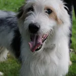 Pies do adopcji, Jelenia Góra, 24 sierpnia 2023