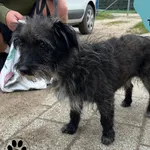 Znaleziono psa, Dąbrówka, 31 sierpnia 2023