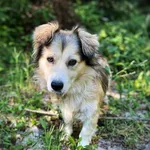 Pies do adopcji, Rytlów, 2 września 2023