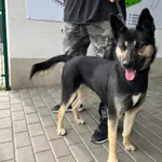Znaleziono psa, Bydgoszcz, 3 września 2023