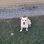 Znaleziono psa, Wrocław, 20 sierpnia 2023