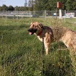 Pies do adopcji, Kielce, 5 września 2023