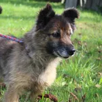 Pies do adopcji, Bełchatów, 22 lutego 2022