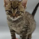 Kot do adopcji, Świdnica, 29 lipca 2023