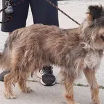 Znaleziono psa, Pieckowo, 5 września 2023