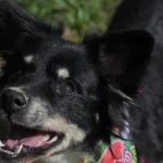 Pies do adopcji, Olsztyn, 20 sierpnia 2023