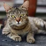 Kot do adopcji, Dłużyna Górna, 7 września 2023