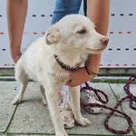 Pies do adopcji, Racławice, 4 września 2023