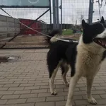 Pies do adopcji, Choszczno, 31 sierpnia 2023