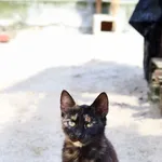 Kot do adopcji, Dłużyna Górna, 7 września 2023