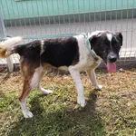 Pies do adopcji, Choszczno, 24 sierpnia 2023