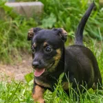Pies do adopcji, Sopot, 8 września 2023