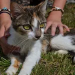 Kot do adopcji, Chełmek, 23 czerwca 2023