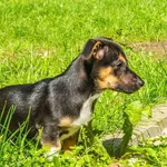 Pies do adopcji, Sopot, 8 września 2023