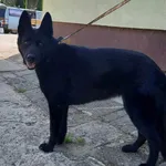Znaleziono psa, Pieckowo, 8 września 2023