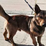 Znaleziono psa, Pieckowo, 7 września 2023