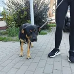 Znaleziono psa, Świdnica, 9 września 2023