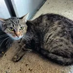 Kot do adopcji, Racławice, 1 września 2023