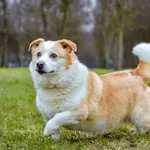 Pies do adopcji, Radom, 2 lutego 2026