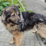 Znaleziono psa, Olsztyn, 1 września 2023