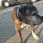Znaleziono psa, Świdnica, 12 września 2023