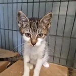 Kot do adopcji, Świdnica, 12 sierpnia 2023