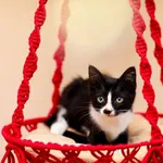 Kot do adopcji, Elbląg, 9 września 2023