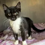 Kot do adopcji, Olsztyn, 19 sierpnia 2023